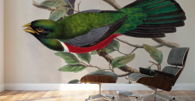 John Gould trogons 033 Wall Murals