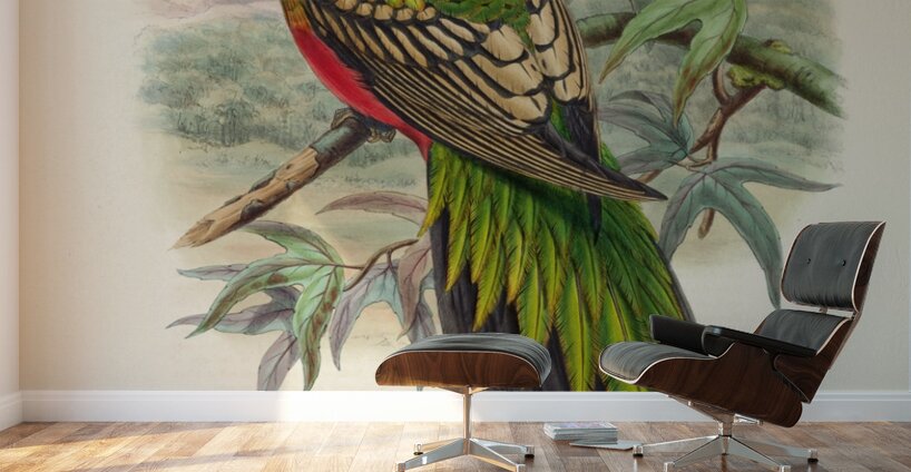 John Gould trogons 038 Wall Murals
