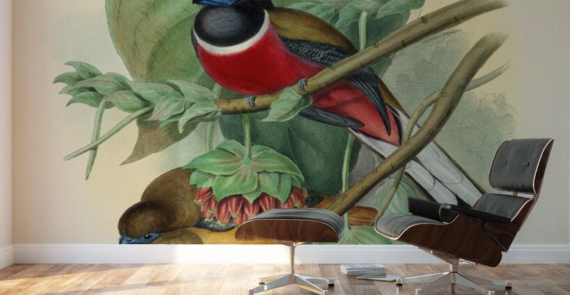 John Gould trogons 035 Wall Murals