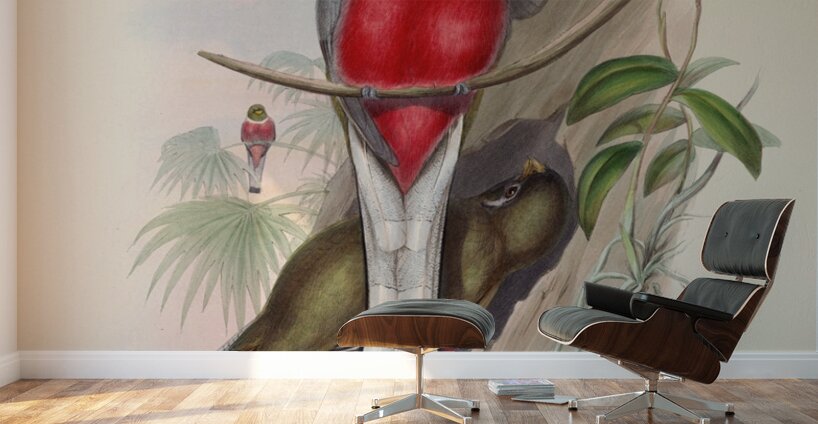 John Gould trogons 011 Wall Murals