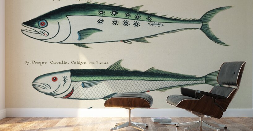 Colourful and surreal illustrations of fishes found in Moluccas Indonesia and the East Indies by Louis Renard 1678 -1746 from Histoire naturelle des plus rares curiositez de la mer des Indes 1754. Wall Murals