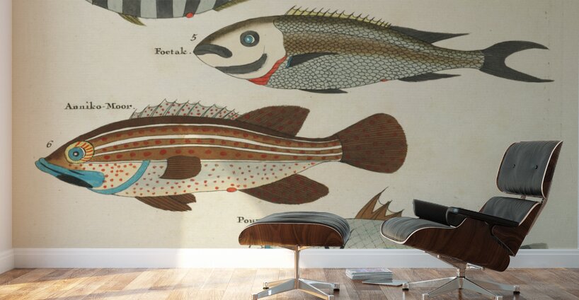 Colourful and surreal illustrations of fishes found in Moluccas Indonesia and the East Indies by Louis Renard 1678 -1746 from Histoire naturelle des plus rares curiositez de la mer des Indes 1754. Wall Murals