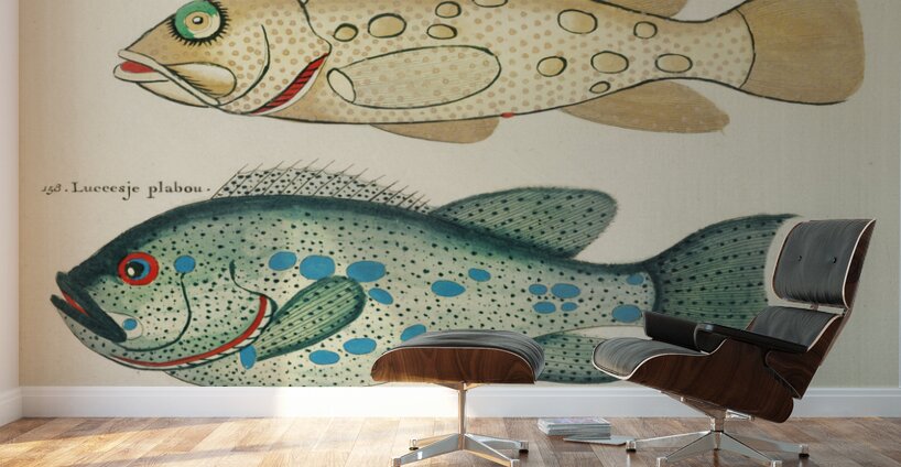 Colourful and surreal illustrations of fishes found in Moluccas Indonesia and the East Indies by Louis Renard 1678 -1746 from Histoire naturelle des plus rares curiositez de la mer des Indes 1754. Wall Murals