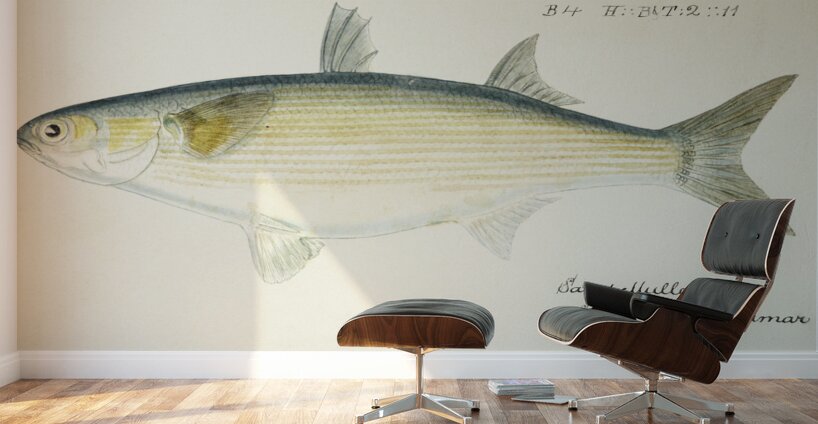 Antique fish myxus elongatus sand mullet South Pacific Fishes by Frank Edward Clarke 1849-1899.  Wall Murals