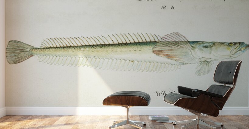 Antique fish crapatulus novaezealandiae sand stargazer South Pacific Fishes by Frank Edward Clarke 1849-1899.  Wall Murals