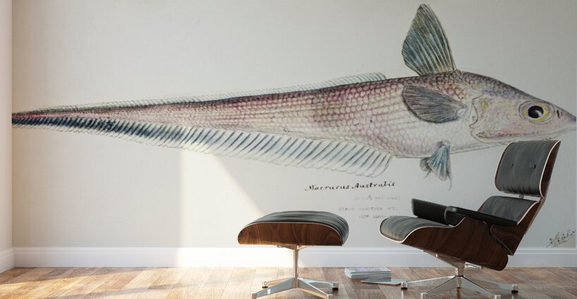 Antique fish Coelorinchus sp NZ : Rattail South Pacific Fishes by Frank Edward Clarke 1849-1899.  Wall Murals
