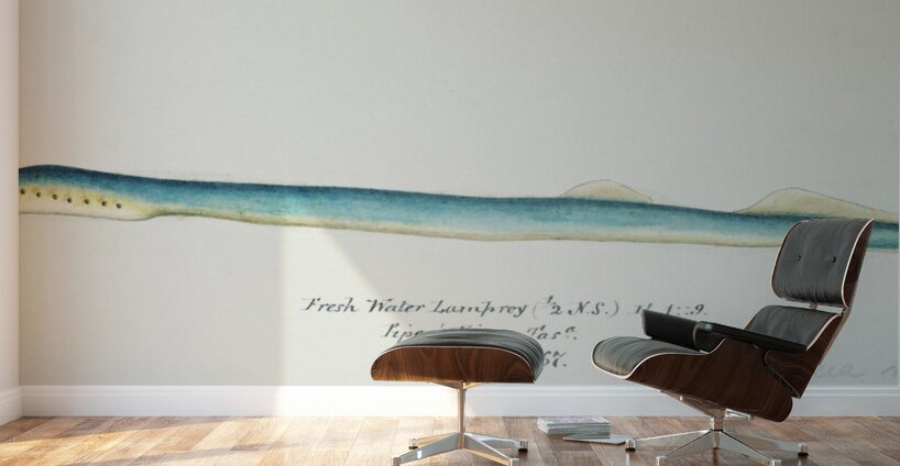 Antique fish geotria australis fresh water lamprey South Pacific Fishes by Frank Edward Clarke 1849-1899.  Wall Murals