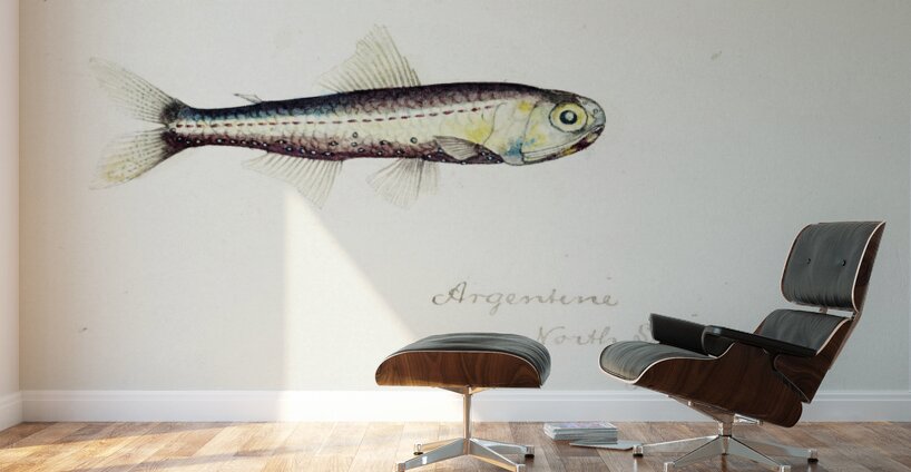 Antique fish Maurolicus muelleri South Pacific Fishes by Frank Edward Clarke 1849-1899.  Wall Murals