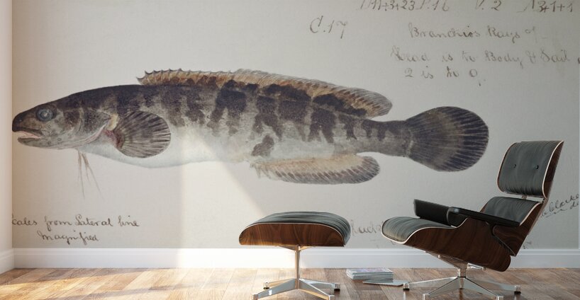 Antique fish bladefish possibly freshwater specimen South Pacific Fishes by Frank Edward Clarke 1849-1899.  Wall Murals