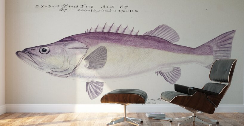 Antique fish Groper South Pacific Fishes by Frank Edward Clarke 1849-1899.  Wall Murals