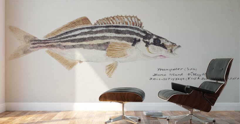 Antique fish latris lineata common trumpeter South Pacific Fishes by Frank Edward Clarke 1849-1899.  Wall Murals
