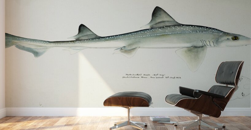 Antique fish Mustelus Antarcticus shark South Pacific Fishes by Frank Edward Clarke 1849-1899.  Wall Murals