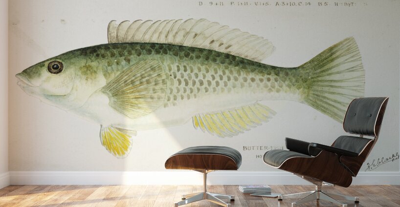 Antique fish Wrasse South Pacific Fishes by Frank Edward Clarke 1849-1899.  Wall Murals