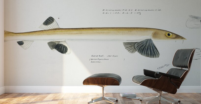 Antique fish gonorynchus fosteri sand fish South Pacific Fishes by Frank Edward Clarke 1849-1899.  Wall Murals