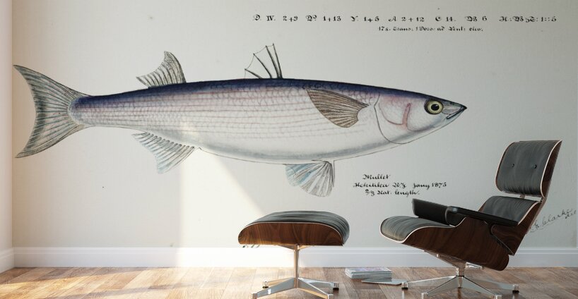 Antique fish Flathead grey mullet South Pacific Fishes by Frank Edward Clarke 1849-1899.  Wall Murals