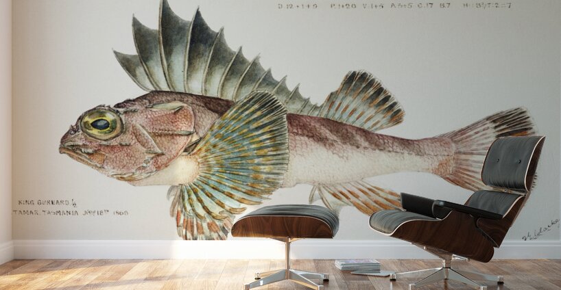 Antique fish neosebastes scorpaenoides ruddy gurnard perch South Pacific Fishes by Frank Edward Clarke 1849-1899.  Wall Murals