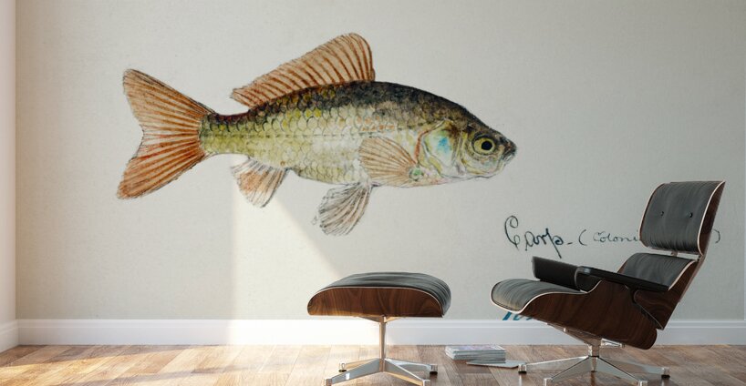 Antique fish Goldfish South Pacific Fishes by Frank Edward Clarke 1849-1899.  Wall Murals