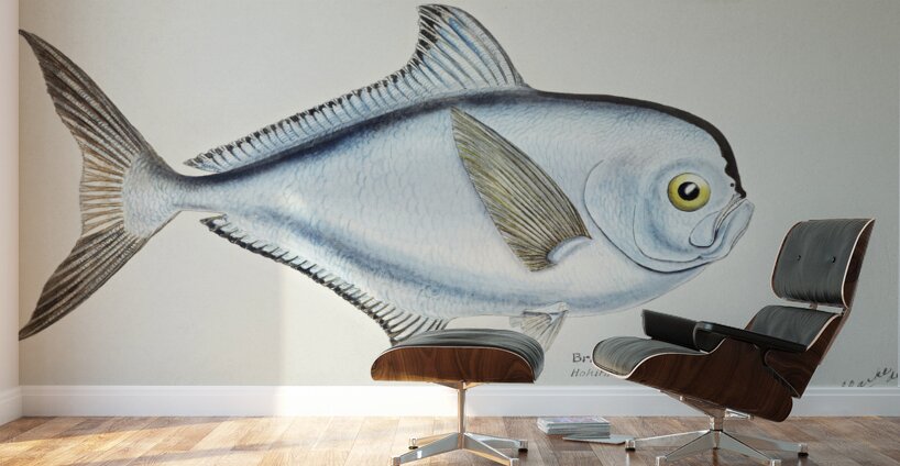 Antique fish Brama brama NZ - Ray’s Bream South Pacific Fishes by Frank Edward Clarke 1849-1899.  Wall Murals