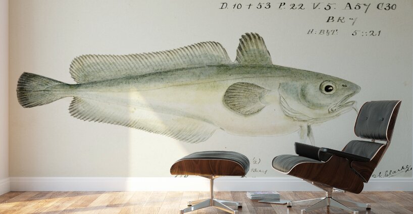 Antique fish Pseudophycis barbata Tas : Southern Bastard Red Cod South Pacific Fishes by Frank Edward Clarke 1849-1899.  Wall Murals