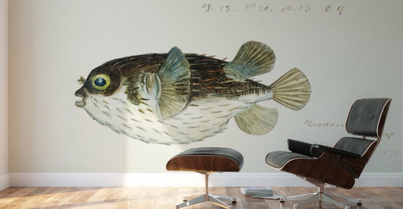 Antique fish diodon sp porcupine fish South Pacific Fishes by Frank Edward Clarke 1849-1899.  Wall Murals