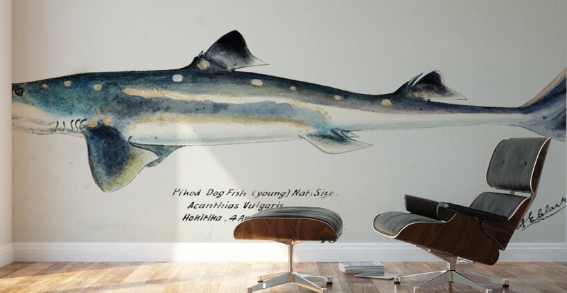 Antique fish Squalus acanthias NZ : Spotted spiny dogfish South Pacific Fishes by Frank Edward Clarke 1849-1899.  Wall Murals