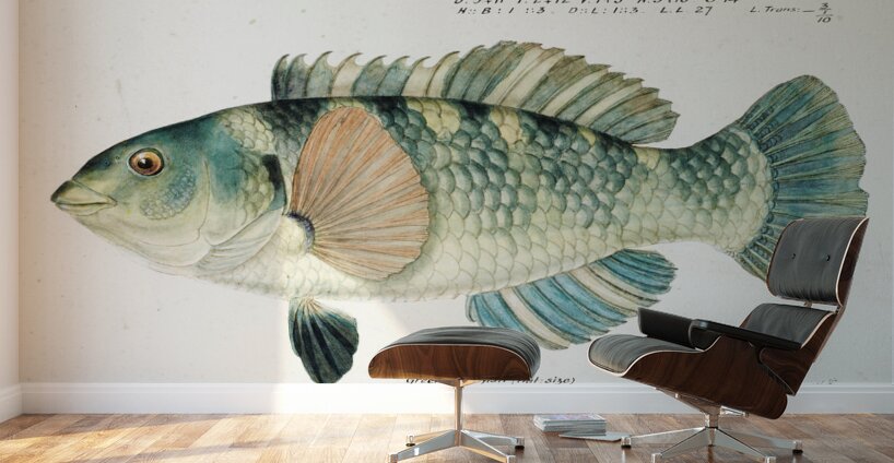 Antique fish Wrasse South Pacific Fishes by Frank Edward Clarke 1849-1899.  Wall Murals