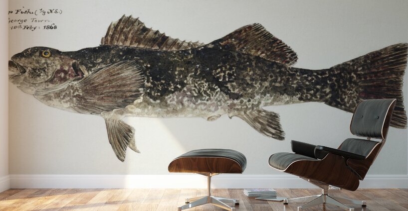 Antique fish aplodactylus arctidens marblefish keke South Pacific Fishes by Frank Edward Clarke 1849-1899.  Wall Murals