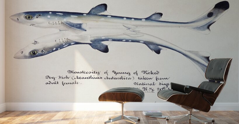 Antique fish Spotted spiny Dogfish South Pacific Fishes by Frank Edward Clarke 1849-1899.  Wall Murals