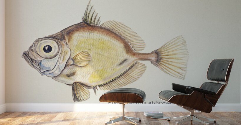 Antique fish Platystethus abbrevatus South Pacific Fishes by Frank Edward Clarke 1849-1899.  Wall Murals