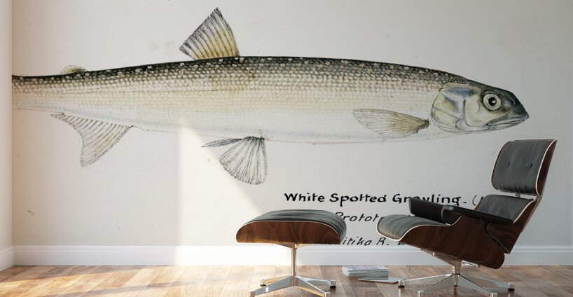Antique fish White Spotted Greyling South Pacific Fishes by Frank Edward Clarke 1849-1899.  Wall Murals