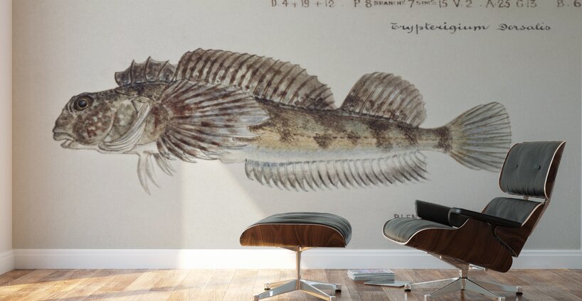 Antique fish Blennodon dorsale Giant triplefin South Pacific Fishes by Frank Edward Clarke 1849-1899.  Wall Murals