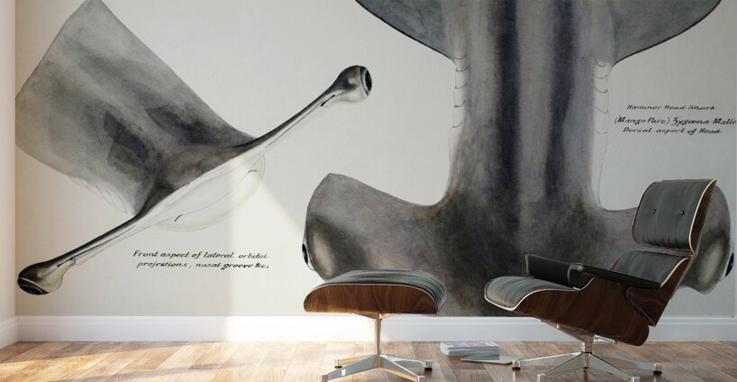 Antique fish Hammerhead Shark South Pacific Fishes by Frank Edward Clarke 1849-1899.  Wall Murals