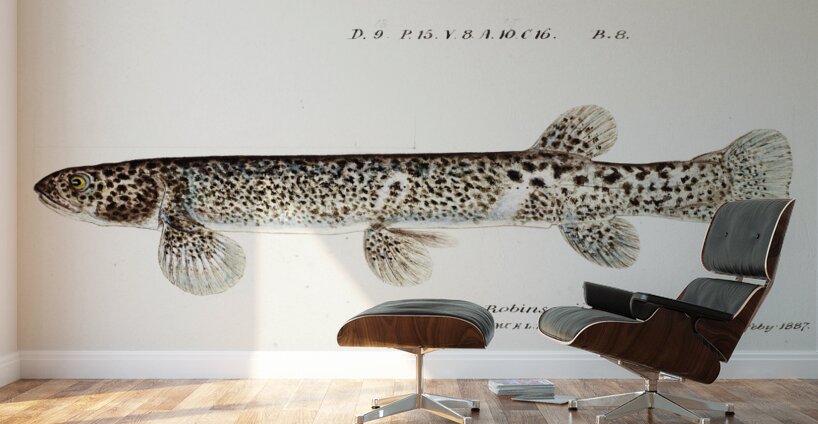 Antique Climbing Galaxias South Pacific Fishes by Frank Edward Clarke 1849-1899.  Wall Murals