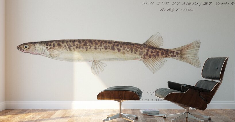 Antique fish galaxias gracilis dwarf inanga South Pacific Fishes by Frank Edward Clarke 1849-1899.  Wall Murals