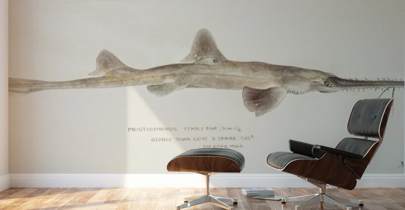 Antique fish pristiophorus nudipinnis South Pacific Fishes by Frank Edward Clarke 1849-1899.  Wall Murals