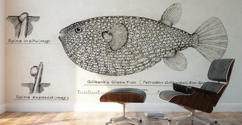 Antique Gillbanks Globe fish South Pacific Fishes by Frank Edward Clarke 1849-1899.  Wall Murals