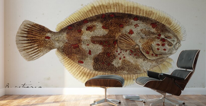 Antique fish Rhombosolea retiaria NZ : Black flounder South Pacific Fishes by Frank Edward Clarke 1849-1899.  Wall Murals