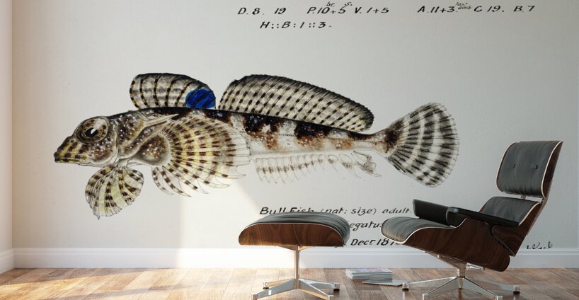 Antique Thornfish South Pacific Fishes by Frank Edward Clarke 1849-1899.  Wall Murals