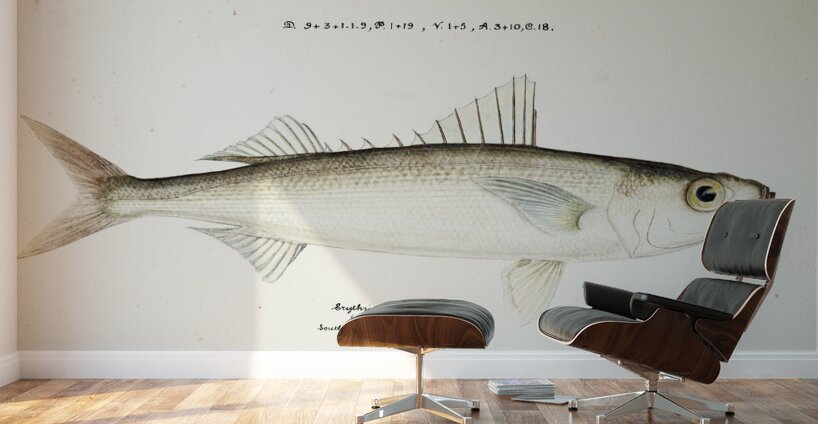 Antique drawing watercolor fish Emmelichthys Nitidus marine life. South Pacific Fishes by Frank Edward Clarke 1849-1899. Wall Murals