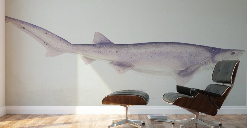 Antique fish Tiger Shark South Pacific Fishes by Frank Edward Clarke 1849-1899.  Wall Murals