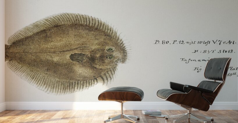 Antique fish possibly ammotretis sp flounder South Pacific Fishes by Frank Edward Clarke 1849-1899.  Wall Murals