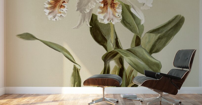 Cattleya mossiæ var reineckiana from Reichenbachia Orchids 1888-1894 illustrated by Frederick Sander 1847-1920.  Wall Murals