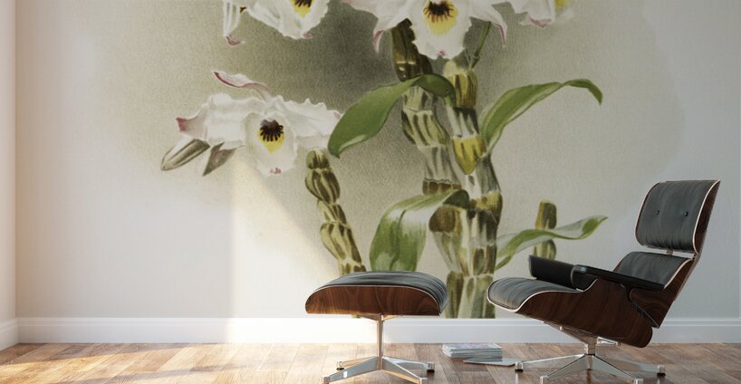 Dendrobium melanodiscus from Reichenbachia Orchids 1888-1894 illustrated by Frederick Sander 1847-1920.  Wall Murals