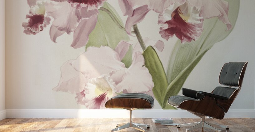 Cattleya labiata from Reichenbachia Orchids 1888-1894 illustrated by Frederick Sander 1847-1920.  Wall Murals