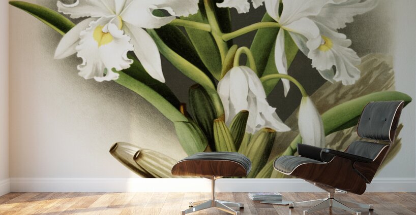 Cattleya labiata from Reichenbachia Orchids 1888-1894 illustrated by Frederick Sander 1847-1920.  Wall Murals