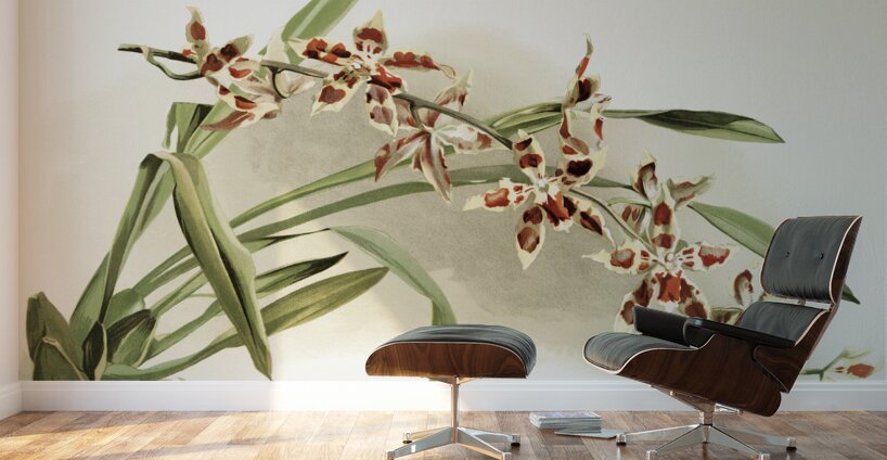 Odontoglossum coradinei from Reichenbachia Orchids 1888-1894 illustrated by Frederick Sander 1847-1920.  Wall Murals