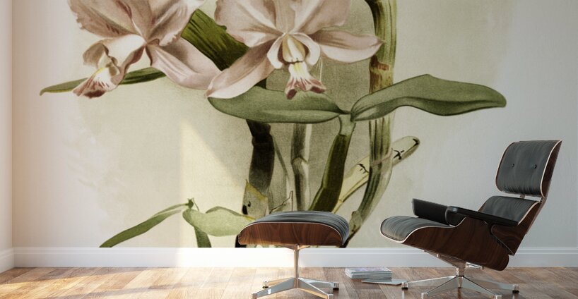 Cattleya brieniana from Reichenbachia Orchids 1888-1894 illustrated by Frederick Sander 1847-1920.  Wall Murals