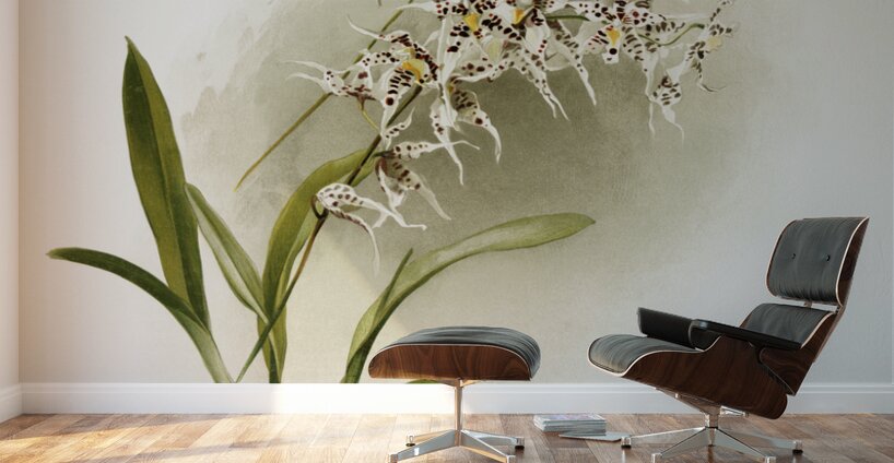 Odontoglossum nævium from Reichenbachia Orchids 1888-1894 illustrated by Frederick Sander 1847-1920.  Wall Murals