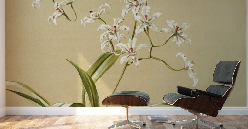 Odontoglossum ramosissimum from Reichenbachia Orchids 1888-1894 illustrated by Frederick Sander 1847-1920.  Wall Murals