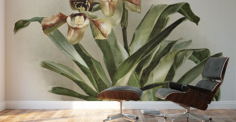 Coelogyne cristata maxima from Reichenbachia Orchids 1888-1894 illustrated by Frederick Sander 1847-1920.  Wall Murals